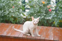 Bajianli · Eightmeadow · Western Courtyard Homestay (Yining Airport Liuxing Street Scenic Area) - Pet friendly