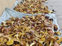 jiansu Hotels in Mohe