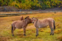 Daocheng ACE Holiday Hotel (Daocheng Yading Scenic Area Branch) - con vistas a la montaña