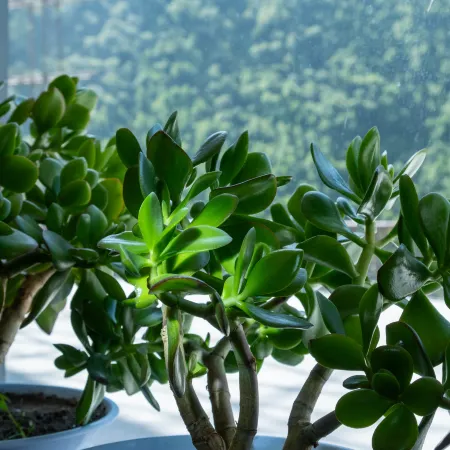 Siguangshan Ningqi B&B