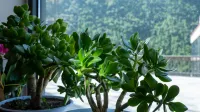 Siguangshan Ningqi B&B - 2-Star