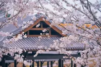 Jincheng Fengyang Yitang Hot Spring Hotel - Romantic