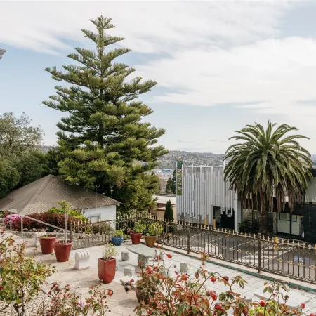 Areca Launceston