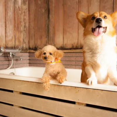 Wan Wan Paradise Takayama Hotels near Okuhida Onsengo Hirayu