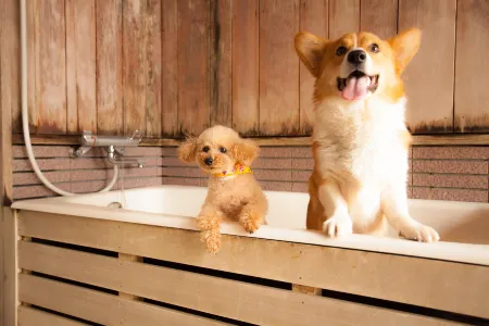 Izumigo Takayama Dog Paradise Hotel Отели рядом с достопримечательностью «Падение Хираю»