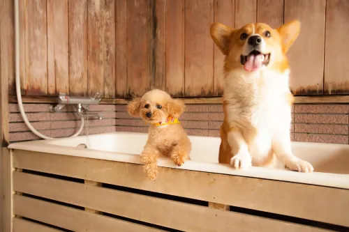 Izumigo Takayama Dog Paradise Hotel