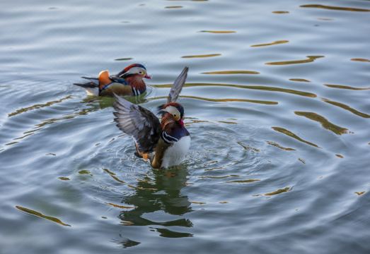 더 실크 레이크하우스