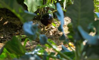 Guitianyuanju Courtyard Homestay