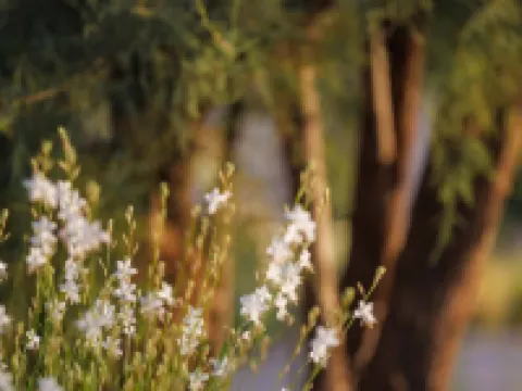 ワン & オンリー エステシス グリファダのホテル