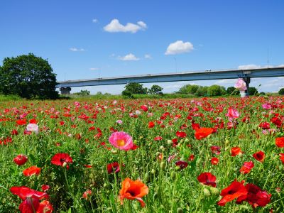 ホテル周辺 松戸グランドホテルの写真