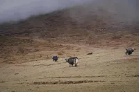 達瓦更扎初見山舍飯店