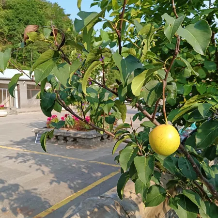 Luanping Chaoxing Farmhouse (Jinshanling Great Wall Branch)