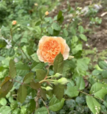 Tianyi Valley Sisters Farmhouse