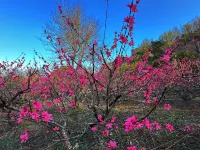 Lanyue Xingyu · Pinyue Butterfly Valley · Floral Boutique Stay - Romantic