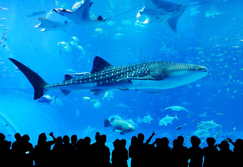 5. 베스트 웨스턴 ..