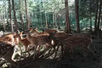 Fenglin Xing'an Deer Garden (Wuying National Forest Park)