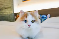 Qiandao Miaoyu Holiday Homestay (Dalian Donggang Venice Water City) - acceptant les animaux