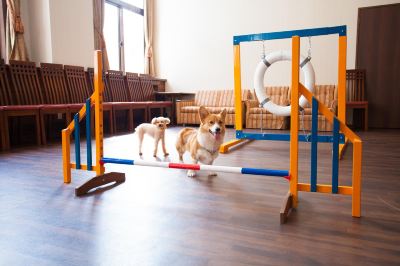 共有エリア 高山わんわんパラダイスの写真