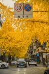 The Hidden House (Cheng Du Kuanzhai Alley People's Park Subway Station Branch) - romantique