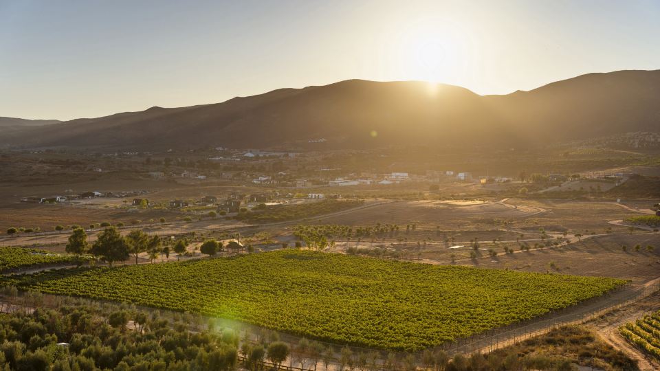 Banyan Tree Veya, Valle de Guadalupe
