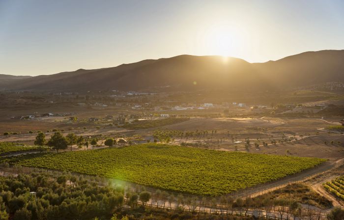 Banyan Tree Veya, Valle de Guadalupe