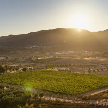 Banyan Tree Veya, Valle de Guadalupe