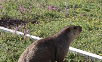 Xiahe Marmot Resort & Hotel