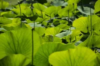 聖奧倫斯莊園 孔東住宿飯店