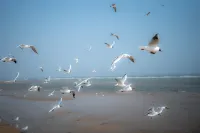 AnMan 安曼·沙灘海宿