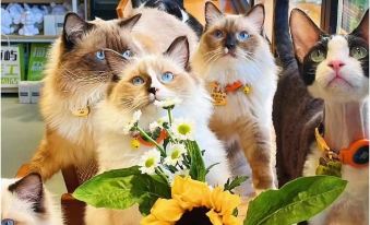 Weihai Cat Forest · Qiushui Homestay (International Coastal Baths Shandong University)