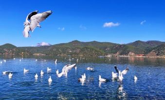 LIjiang Shiliushang Inn