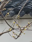 Xiqiyuan Homestay Hotels in Shanjuan scenic area