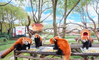 Changzhou Yancheng Red Panda Tribe
