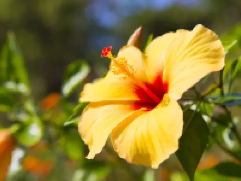 指宿　潮音　Ibusuki Shione 指宿のホテル