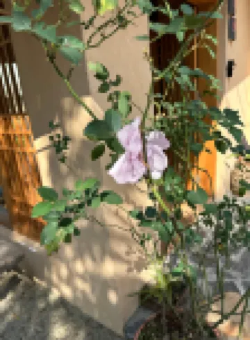 Longnan Yangcun Qiyiwei Homestay