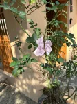 Longnan Yangcun Qiyiwei Homestay