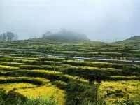 Shanqiu Homestay - Pet friendly