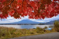 YUE FUJI - 3-Star