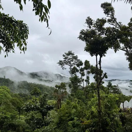 Forest 101
