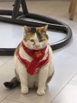 Cat Manor Youth Hostel (Lion Bridge Pedestrian Street Branch in Xuanwu Lake Scenic Area)