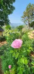 Flora Prairie at Mae Rim, Chiang Mai