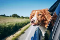 Motel 6 Monroe, La - Pet friendly