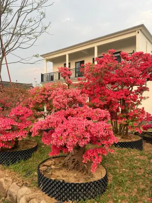Yuezhiju Homestay Hotels near Shihegang Town