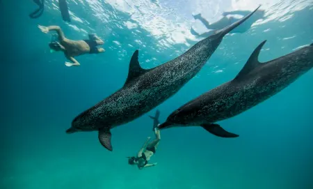 Oceana Inn Maldives Отели в г. Меймбуду