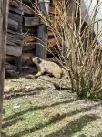 扎尕那洮疊古道民宿（扎尕那景區·仙女灘店）