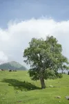 星野間｜STARFIELD·星空之境·雲端祕境度假民宿（瓊庫什台店） - 山景