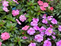 Yixing Chunxiao Homestay Hotels near Yunü Lake Scenic Area