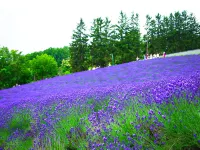 Furano Resort Orika - Mountain view