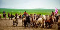 Hulunbuir New Barag Left Banner Barhu Mongolian Tribe Hotel Hotel di New Barag Left Banner