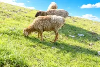 Jiangsu · Fairyland Cloud Stream (Baihaba Scenic Area Store) - Pet friendly